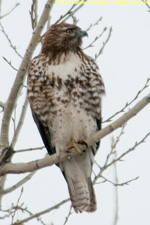 Cooper's hawk